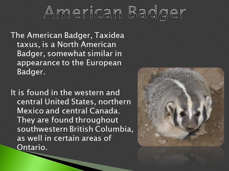 The American Badger, Taxidea taxus, is a North American Badger, somewhat similar in appearance